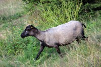 /album/fotogalerie-shetlandske-ovce/farma-beskydy-foto-cieslar-3464-jpg1/